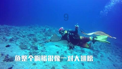 救援大嘴鸟